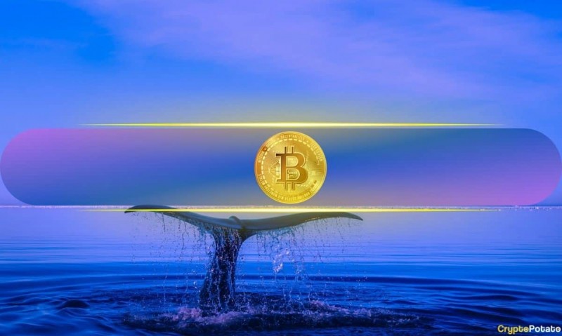  Агрессивное накопление биткойнов: новая когорта добавляет 3,1% поставки BTC с марта 